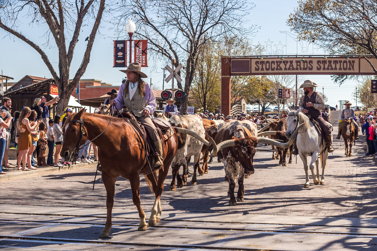 Longhorn herd walk in stockyards in Fort Worth, Texas