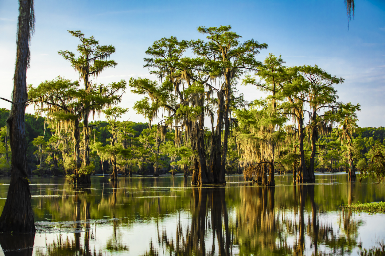 Caddo Lake cypress trees